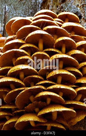 Golden Scalycap, Pholiota aurivella, Strophariaceae. Growing on a Living Tree Trunk. Stock Photo