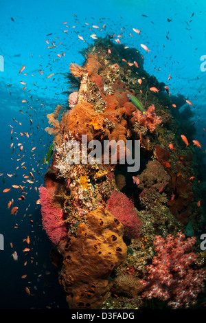 Corals and sponges on the Liberty Wreck in Bali, Indonesia. Stock Photo