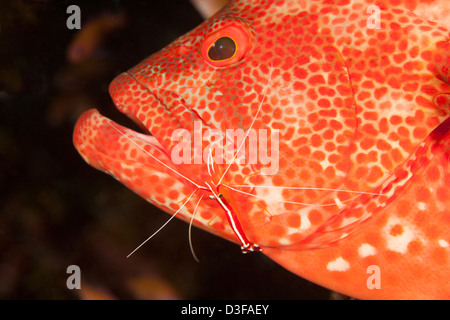 Tomato Grouper (Cephalopholis sonnerati) being cleaned by a White-banded Cleaner Shrimp (Lysmata amboinensis) Stock Photo