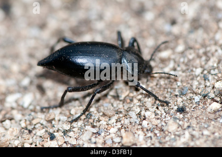 Pinacate beetle or stink beetle, a species of darkling beetle in the genus Eleodes Stock Photo