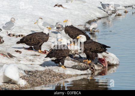 Stock photo of bald eagles feeding on fish. Stock Photo