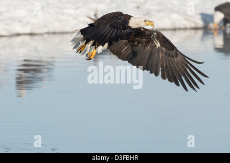 Stock photo of a bald eagle flying across water carrying a piece of fish. Stock Photo