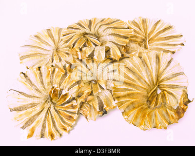 Round dried fishes from Thailand isolated on white background Stock Photo