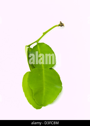 Bergamot leaves isolated on white background Stock Photo
