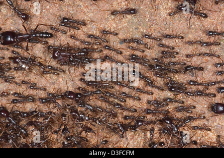 African driver ants Stock Photo