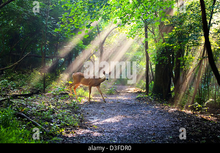 An amazing photo of a deer crossing a hiking path while sunrays shine through the trees Stock Photo