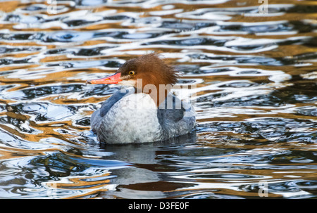 Female Common Merganser close up shot Stock Photo