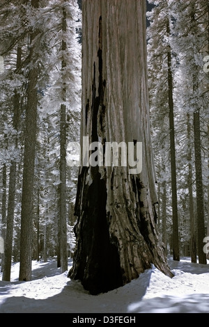 An infrared photograph of a giant sequoia tree in winter. Stock Photo