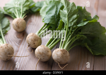 Turnip Stock Photo