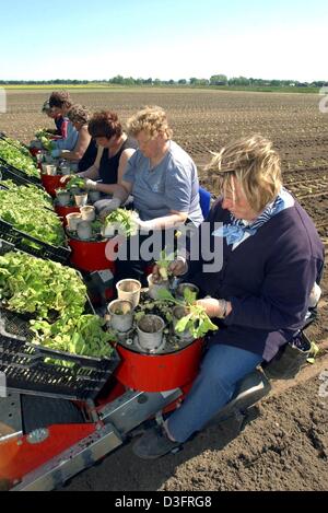 (dpa) - Seasonal workers ride on a planting machine to plant tobacco seedlings in a field near Schwedt, Germany, 5 May 2003. In this eastern German region the planting of tobacco has a 400 year tradition. The tobacco leaves are used for the cigarette industry exclusively. Stock Photo