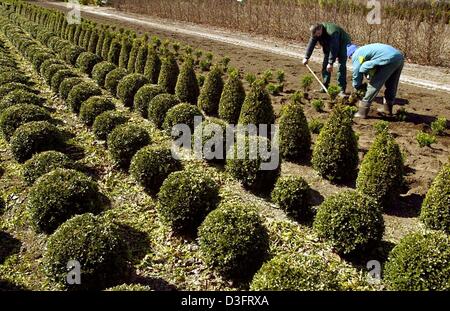 row of box hedge plants in large coloured patio plant pots at a Stock