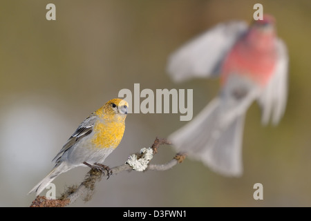 Female Grosbeak with male flying in background. Stock Photo