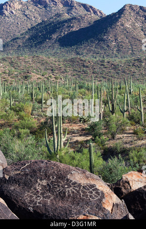 Rock Art in Saguaro N.P, Arizona, USA Stock Photo