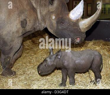(dpa) - The rhino baby Binti is accompanied by its mother Ine as it takes a walk around their enclosure at the zoo in Berlin, 5 November 2003. The little rhino was born on 2 November 2003 and weighs 40 kg. Rhinoceroses are a threatened species; of the remaining worldwide population 260 animals are living in zoos and 2,500 in the wilderness. Stock Photo