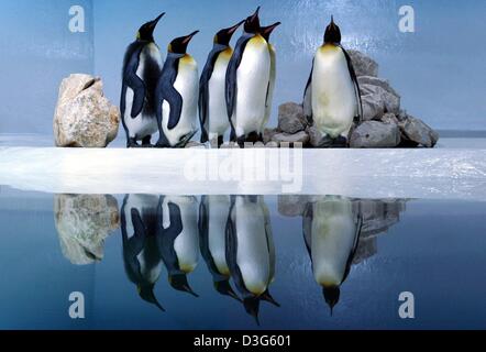 (dpa) - Six king penguins look at their new enclosure at the Hellabrunn zoo in Munich, 21 November 2003. The enclosure was designed appropriate to the species and measures 130 sqm. Ten spotlights simulate the seasonal lights. Stock Photo