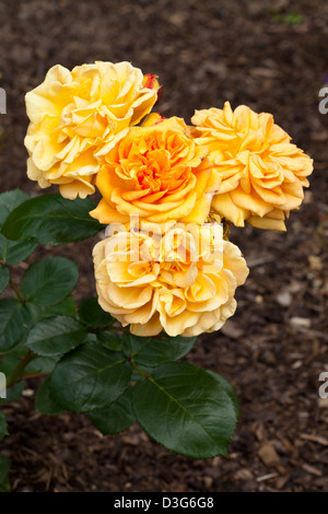 Bed-Rose 'Timeless', Rosa, Rosaceae Stock Photo