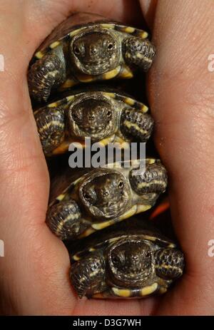 (dpa) - Four tiny European pond turtles are piled up in the hand of keeper Katja Roozen at the zoo in Frankfurt, Germany, 30 October 2003. The only few weeks old hatchlings are still tiny, but they will grow to a size of 14 to 20 centimetres. Stock Photo