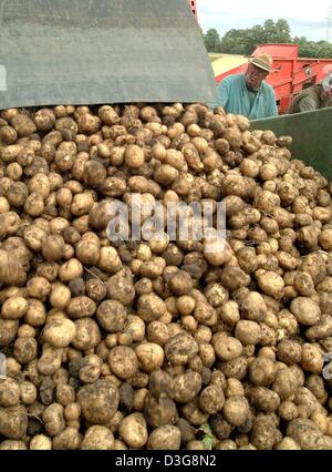 (dpa) - A load of freshly harvested potatoes is poured into a trailer on a field near Handorf, Germany, 28 August 2003. Stock Photo
