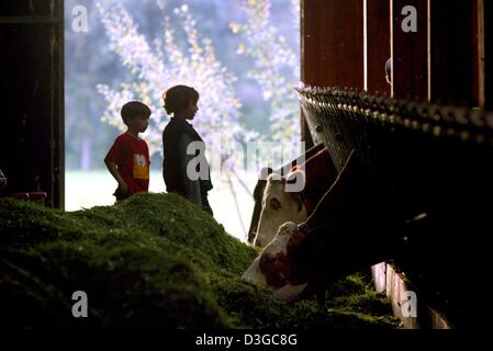 (dpa) - Two boys watch cows eating fresh grass in a stable on a farm in Hirschzell, southern Germany, 2 October 2004. Especially families with small children enjoy spending their holidays on a farm where the kids can participate in every-day routines. Stock Photo