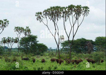 Buffalo herd (Syncerus caffer caffer), Meru National Park, Kenya Stock Photo