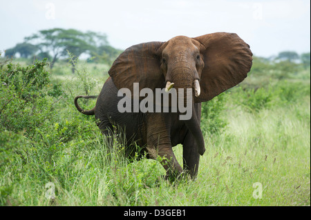 African elephant ( Loxodonta africana africana), Meru National Park, Kenya Stock Photo