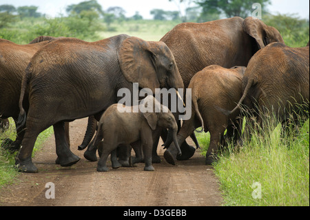 African elephants with baby crossing the road ( Loxodonta africana africana), Meru National Park, Kenya Stock Photo