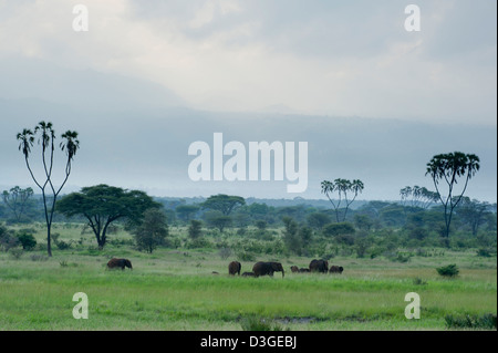 African elephant ( Loxodonta africana africana), Meru National Park, Kenya Stock Photo