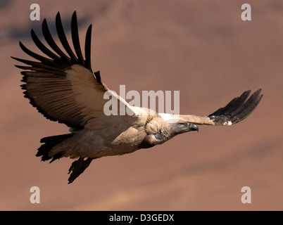 Cape Vulture in flight Stock Photo