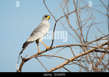 Eastern chanting goshawk, Melierax poliopterus, Meru National Park, Kenya Stock Photo