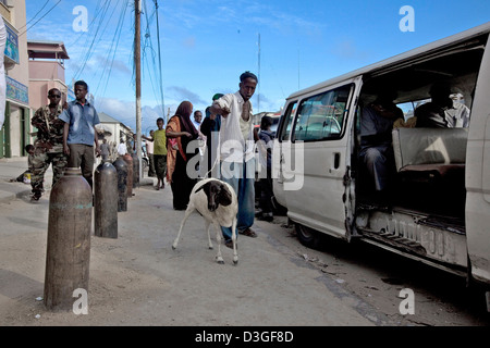 A goat being herded onto a public van on the busy streets of Mogadishu. Stock Photo