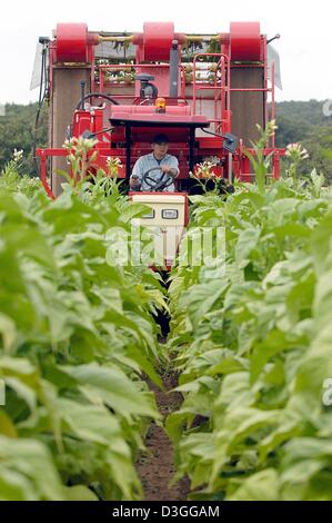 gch tobacco harvester Tobacco harvester in field