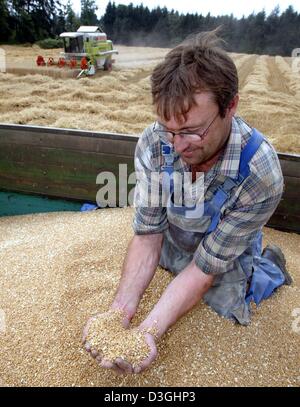 Farmer Martin Obser checks the crop while the combine is still going in Ueberlingen, Germany, 10 August 2004. Some crops were destroyed after thunderstorms. Stock Photo