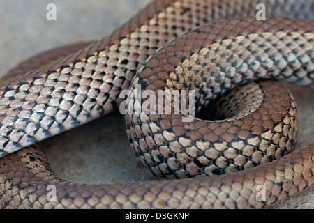 Snake Poisonous Venomous Culebra Con Cola Larga Chile Stock Photo - Alamy