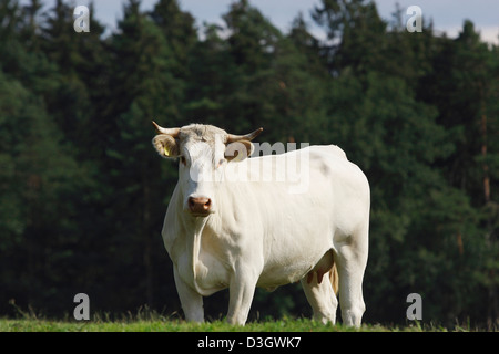 Portrait of a Limousin cow Bos primigenius taurus on meadow, Lower Saxony, Germany Stock Photo