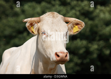 Portrait of a Limousin cow Bos primigenius taurus on meadow, Lower Saxony, Germany Stock Photo