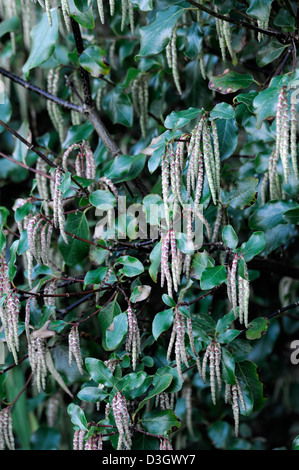 garrya x issaquahensis glasnevin wine catkins tassel brush spring ...