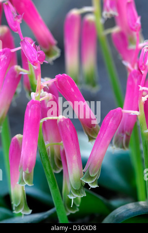 lachenalia bulbifera george baker pink cape cowslip flowers flowering blooms colours colors  houseplants indoors inside tender Stock Photo