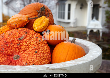 Autumn display of pumpkin squash and gourds Stock Photo