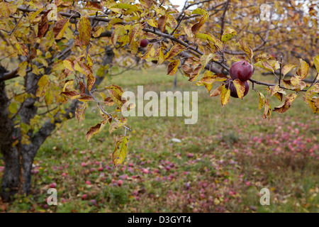 Apple orchard autumn Stock Photo