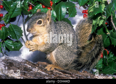Christmas: Cute Eastern fox squirrel, Sciurus carolinensis, perched on branch eating nut surrounded by holly with red berries in the snow Stock Photo