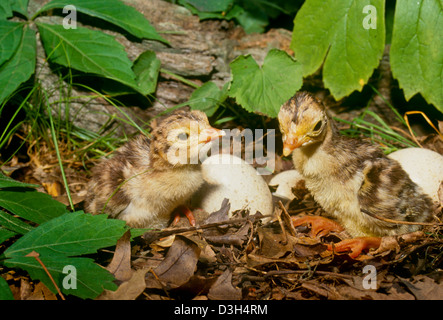 Two newly hatched wild baby turkeys (poults) in summer garden hiding among the flowers Stock Photo