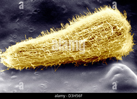 SHEEP LIVER FLUKE LARVA Stock Photo