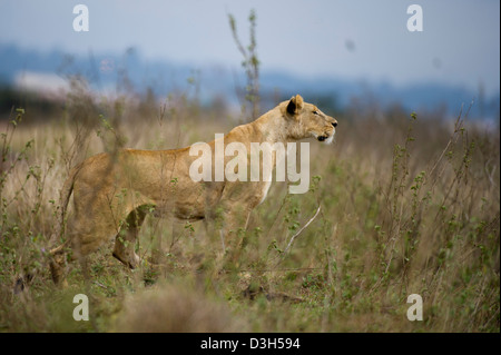 Lion (Panthero leo), Nairobi National Park, Nairobi, Kenya Stock Photo