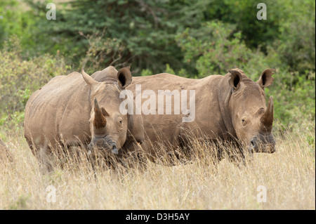 White rhinoceros (Ceratotherium simum), Nairobi National Park, Nairobi, Kenya Stock Photo
