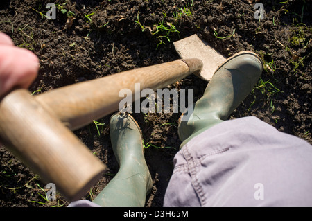 Digging and preparing the ground soil ready for planting vegetables, fruit and flowers. Stock Photo