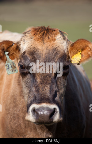 Beef cattle with ear tags on a farm in Abingdon, Virginia Stock Photo ...