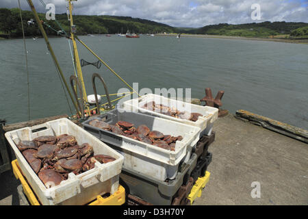 Freshly caught and landed Brown Crab (Latin: Cancer pagurus), also known as the edible crab, in west Cork, Republic of Ireland. Stock Photo