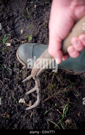 Digging and preparing the ground soil ready for planting vegetables, fruit and flowers. Stock Photo