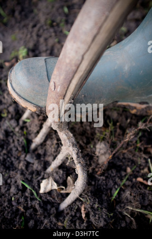 Digging and preparing the ground soil ready for planting vegetables, fruit and flowers. Stock Photo