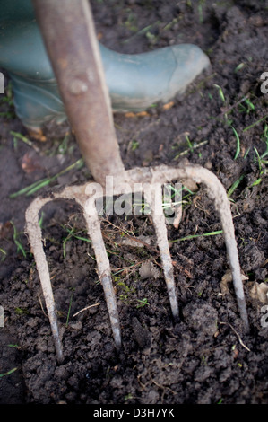 Digging and preparing the ground soil ready for planting vegetables, fruit and flowers. Stock Photo